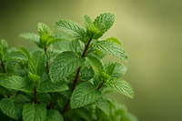Mint