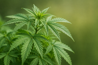 Bhang (Hemp)