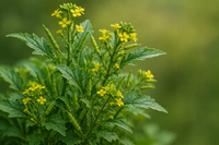 Mustard